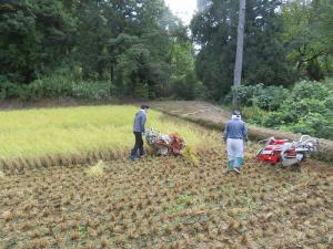 バインダーを使用した稲刈り作業（写真）