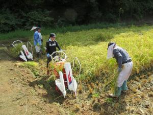 バインダーを使用した稲刈り作業（写真）