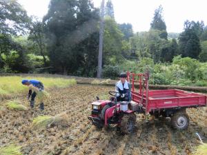 トラクターを使用して刈り取った稲を運搬（写真）