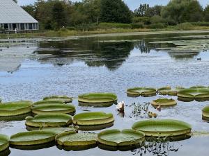 オオオニバス（写真）