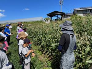 トウモロコシの収穫体験をする子どもたち（写真）