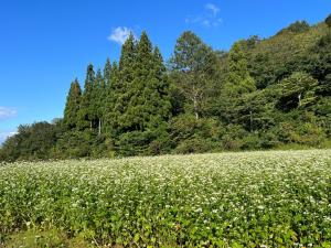 菖蒲そば畑（写真）