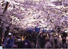 第98回高田城址公園観桜会（写真）