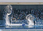 うみがたりでのイルカショー（写真）