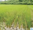 ひび割れた田んぼ（写真）