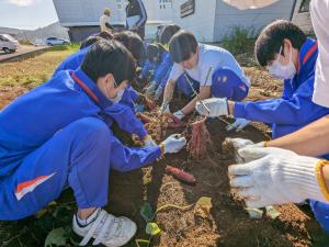 中学生の芋堀の様子（写真）