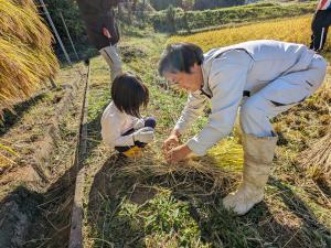 稲の束ね方を教わる様子（写真）