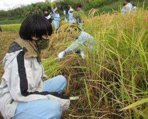 稲刈りをする小学生の様子（写真）