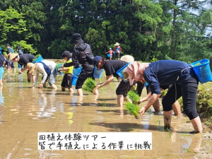 田植え体験ツアーでの田植え（横並びで手で田植え）（写真）