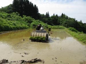 棚田での田植え。真ん中から植えます（写真）