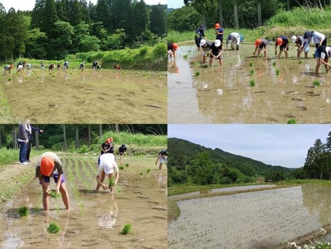 宝田小学生の田植えの様子（写真）