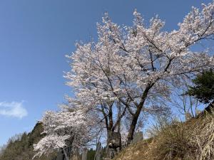 旧菖蒲小学校の桜（写真）