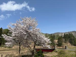 熊田町内会の桜（写真）