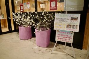 初夏の雪桜展示（写真）