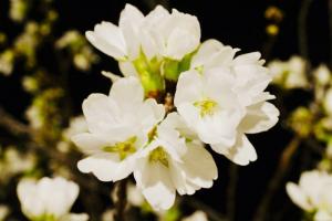 開花した桜（写真）