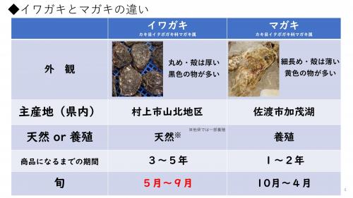 岩ガキとマガキの違い（画像）