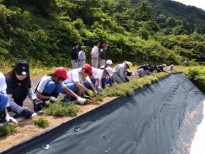 ヤナギバヒマワリ苗植えの様子（写真）