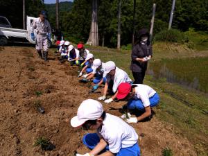 子どもたちは一列で植えています（写真）