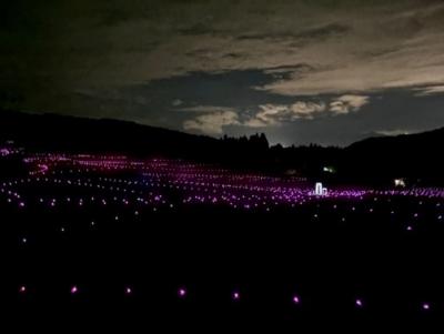 棚田のきらめきの紫色のライトアップ（写真）