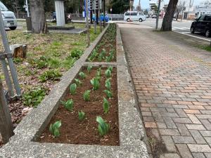 除草後の花壇の様子（写真）