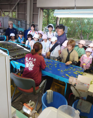 選別見学（写真）