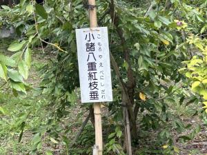 小諸八重紅枝垂れの立て札（写真）