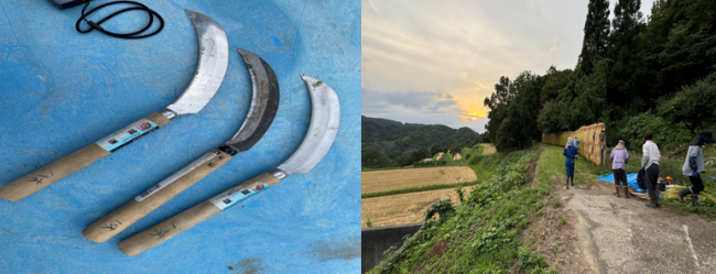 手刈用の鎌。間もなく日没の風景（写真）