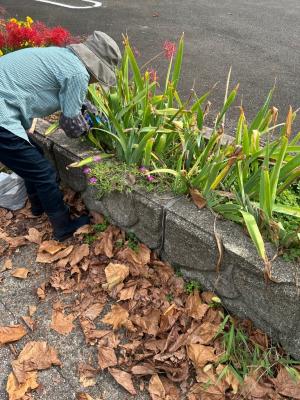 除草作業の様子（写真）