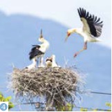 コウノトリの巣の様子（写真）