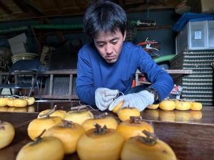 干し柿づくりの乾燥前作業の様子