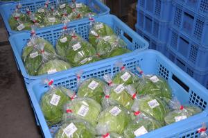 出荷されるキャベツ（写真）