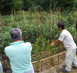 カグラナンバンの栽培状況のJA営農指導員による指導（写真）