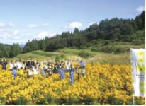 安塚区のヤナギバヒマワリの写真