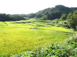 川谷地区の棚田（写真）