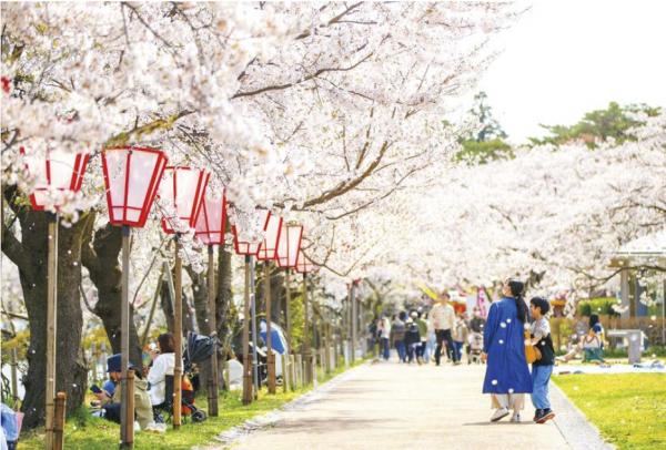 観桜会の様子（写真）
