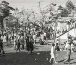 昭和44年（1969年）の観桜会の様子（写真）