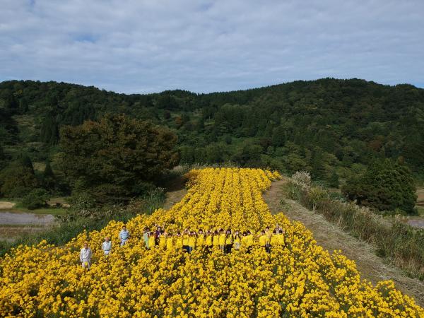 やなぎばひまわりの中で集合している様子（写真）