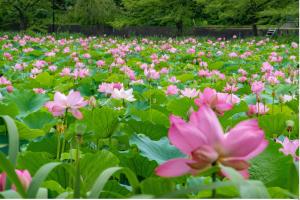 お堀に咲くハスの花（写真）