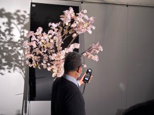 桜ロードライトアップ実験の様子(写真)