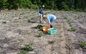 ウドの収穫の様子（写真）