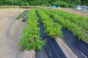 野菜栽培の様子（写真）