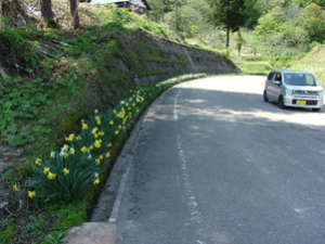 道路沿いの花壇の様子（写真）