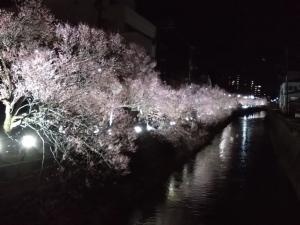 第100回高田城址公園観桜会儀明川沿いでの地元商店街の皆さんによるライトアップの写真