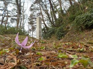 早春の春日山を彩るカタクリの花（写真）