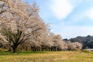 宮口古墳公園の満開の桜（写真）