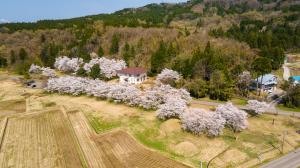 宮口古墳公園の満開の桜　上空から見た写真