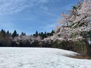 4月22日 旧旭小学校の桜（全景写真）