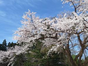 4月22日 旧旭小学校の桜（花枝の写真）