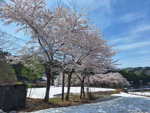 4月22日 あさひ荘の桜（全景）