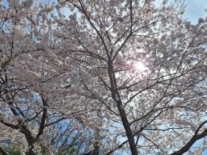 4月22日 あさひ荘の桜（花枝の写真）